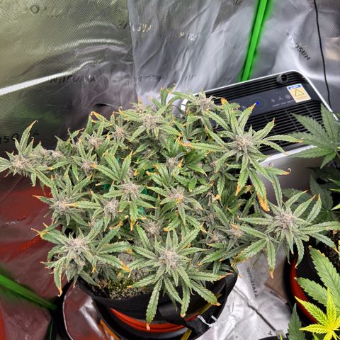 Mephisto Double Grape growlog photo: Day 74. Harvest Day!