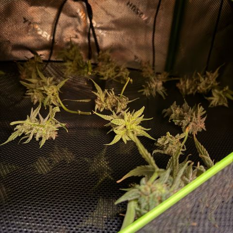 Mephisto Double Grape growlog photo: Day 74. Harvest Day!