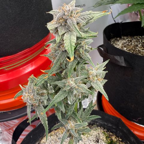 Mephisto Double Grape growlog photo: Day 74. Harvest Day!