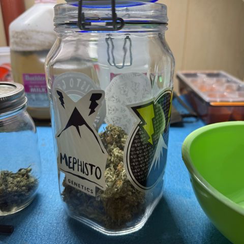 Mephisto Double Grape growlog timeline photo