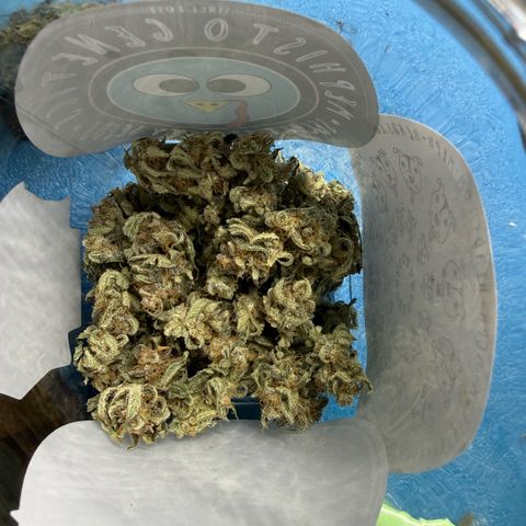 Mephisto Double Grape growlog timeline photo