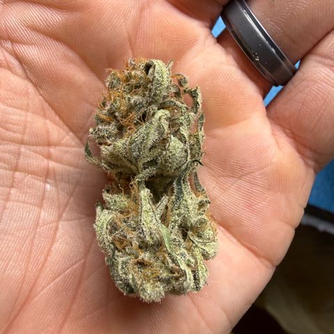 Mephisto Double Grape growlog timeline photo