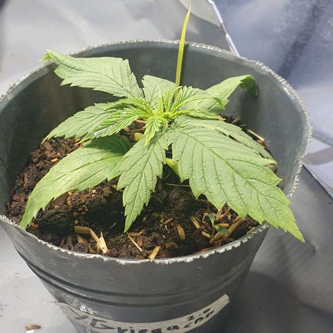 Y Griega CBD 2.0 - Medical Seeds growlog timeline photo