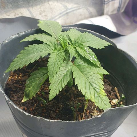 Petroleum - Sweed Lab growlog timeline photo