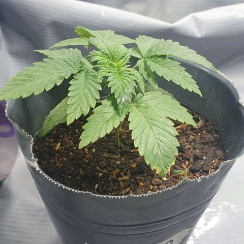 Moby D - BSF growlog timeline photo