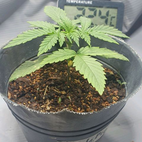 Apple Pie - Insa Seeds growlog timeline photo