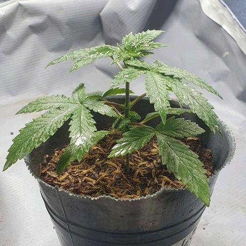 Apple Pie - Insa Seeds growlog timeline photo