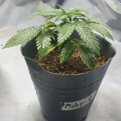 Moby D - BSF growlog timeline photo