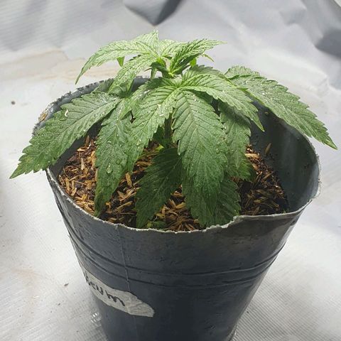 Petroleum - Sweed Lab growlog timeline photo