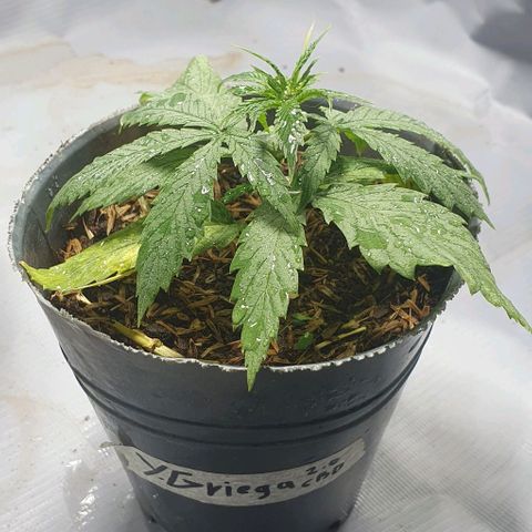 Y Griega CBD 2.0 - Medical Seeds growlog timeline photo