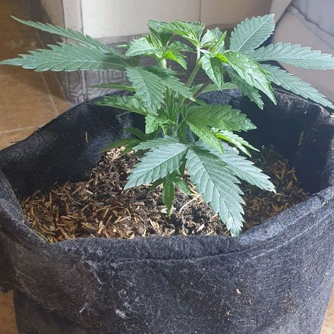 Petroleum - Sweed Lab growlog timeline photo