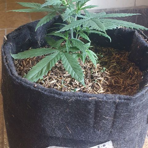Y Griega CBD 2.0 - Medical Seeds growlog timeline photo