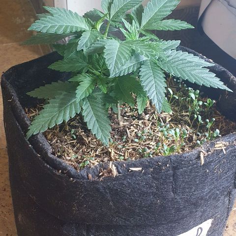 Moby D - BSF growlog timeline photo