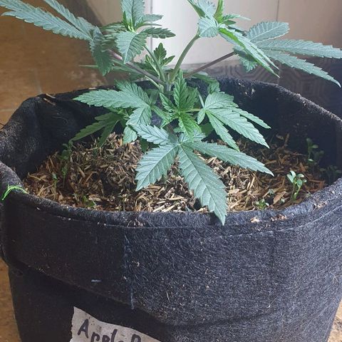Apple Pie - Insa Seeds growlog timeline photo