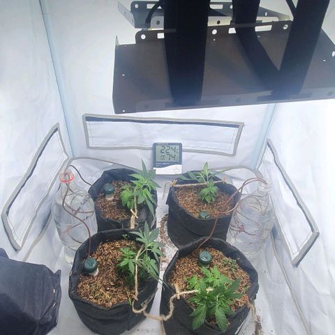 Apple Pie - Insa Seeds growlog timeline photo