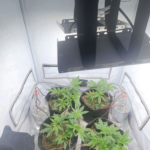 Apple Pie - Insa Seeds growlog timeline photo