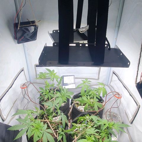 Apple Pie - Insa Seeds growlog timeline photo