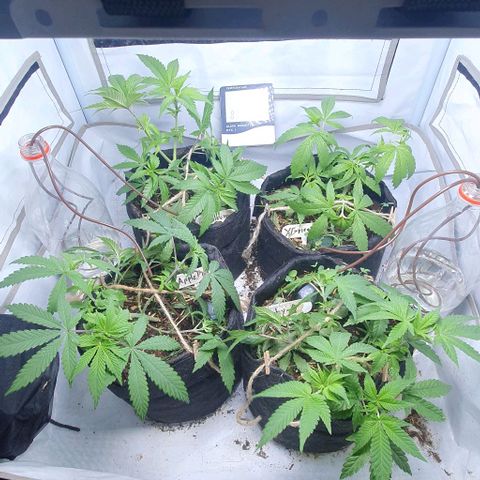 Apple Pie - Insa Seeds growlog timeline photo