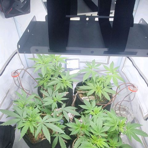 Apple Pie - Insa Seeds growlog timeline photo