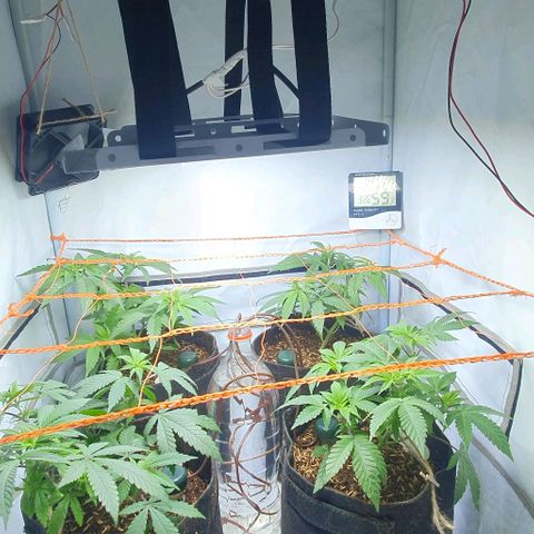 Apple Pie - Insa Seeds growlog timeline photo