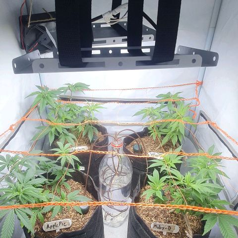 Apple Pie - Insa Seeds growlog timeline photo