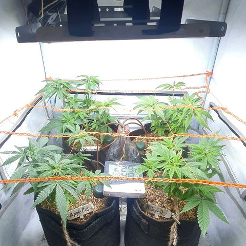 Apple Pie - Insa Seeds growlog timeline photo