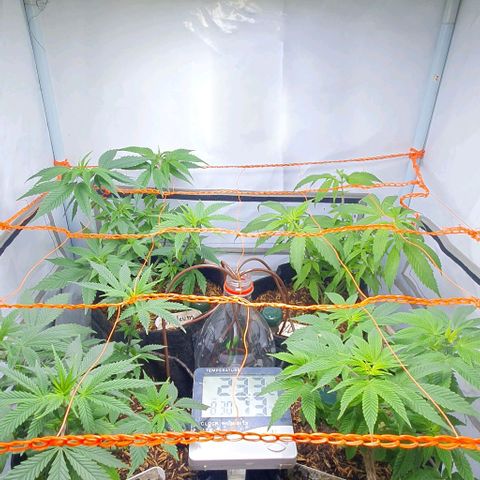 Apple Pie - Insa Seeds growlog timeline photo