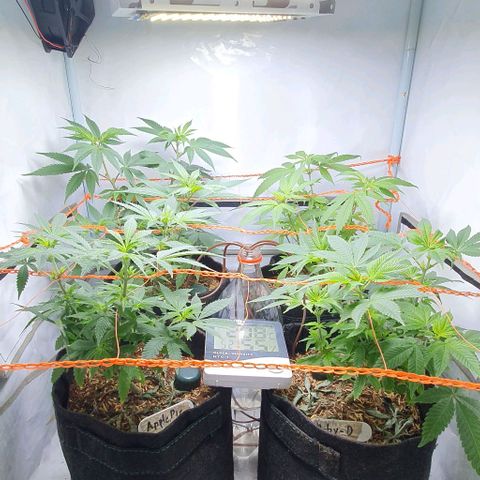 Apple Pie - Insa Seeds growlog timeline photo