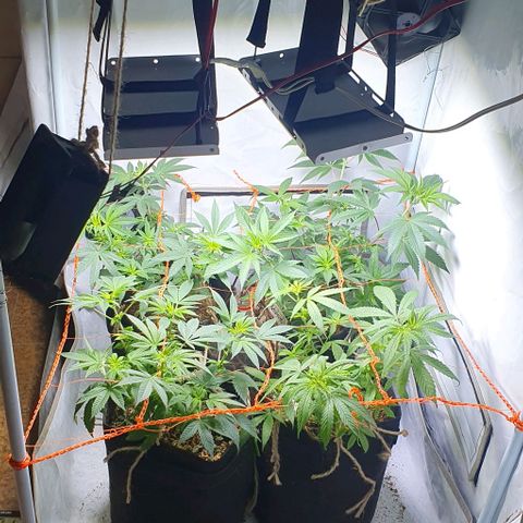 Apple Pie - Insa Seeds growlog timeline photo