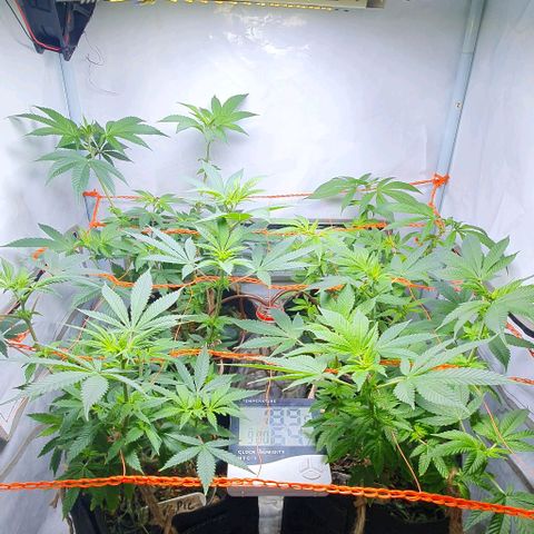 Apple Pie - Insa Seeds growlog timeline photo