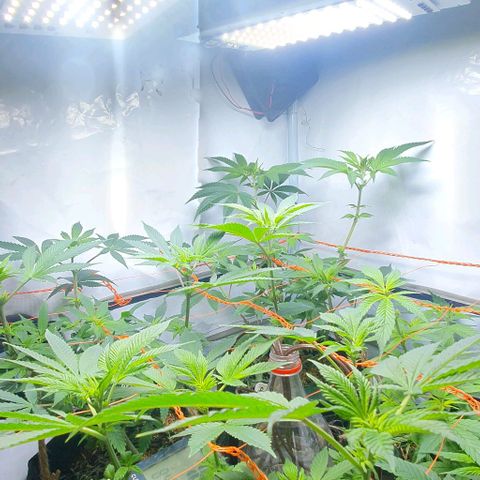 Apple Pie - Insa Seeds growlog timeline photo