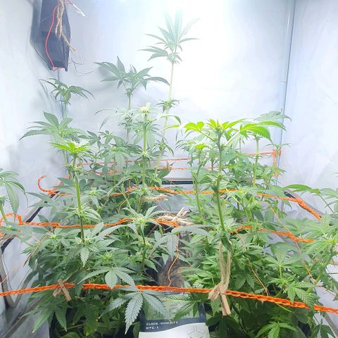 Apple Pie - Insa Seeds growlog timeline photo