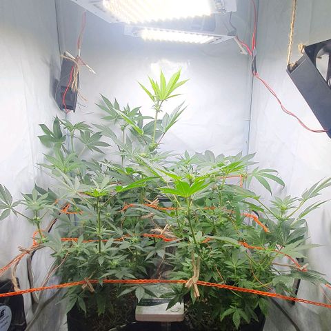Apple Pie - Insa Seeds growlog timeline photo