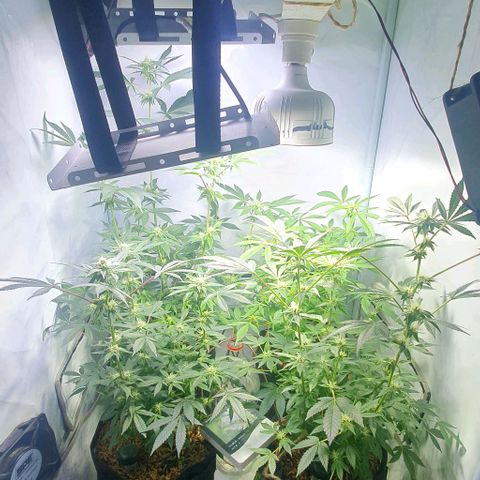 Apple Pie - Insa Seeds growlog timeline photo