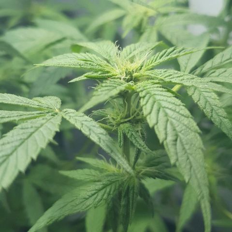 Y Griega CBD 2.0 - Medical Seeds growlog timeline photo