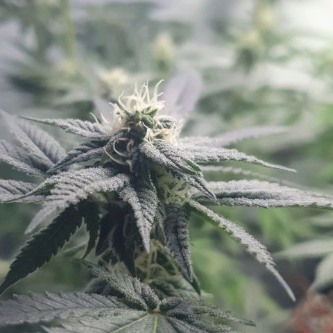 Apple Pie - Insa Seeds growlog timeline photo