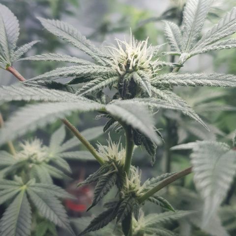 Moby D - BSF growlog timeline photo