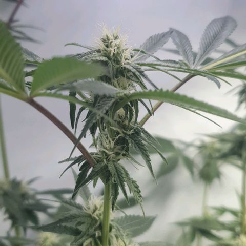 Petroleum - Sweed Lab growlog timeline photo
