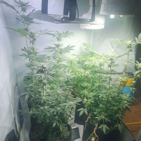 Apple Pie - Insa Seeds growlog timeline photo