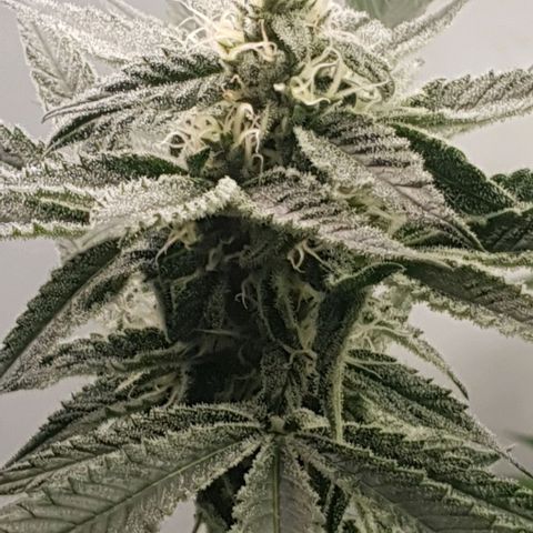 Petroleum - Sweed Lab growlog timeline photo