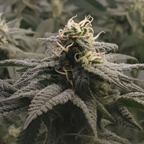 Apple Pie - Insa Seeds growlog timeline photo