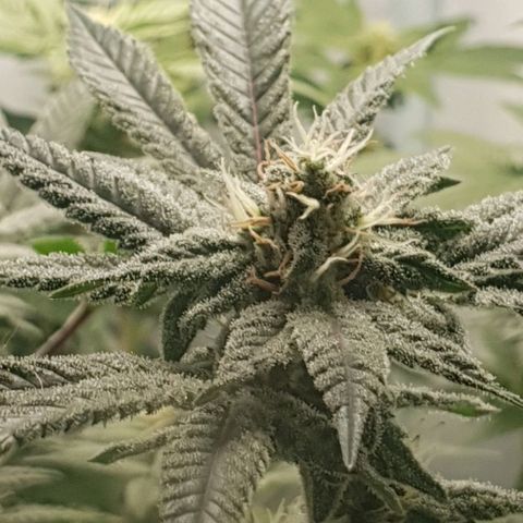 Moby D - BSF growlog timeline photo