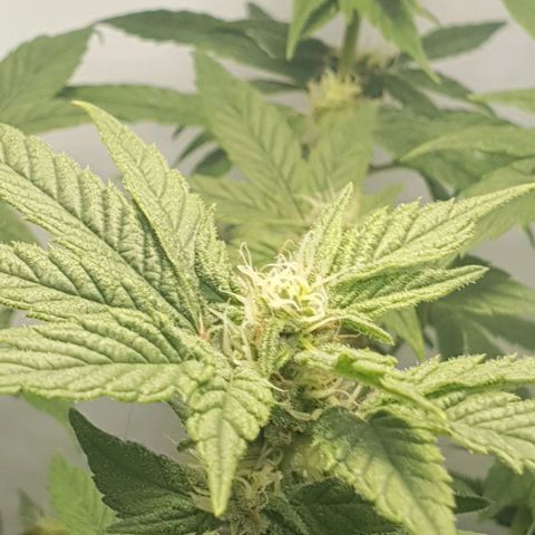 Y Griega CBD 2.0 - Medical Seeds growlog timeline photo