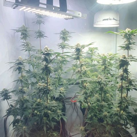 Apple Pie - Insa Seeds growlog timeline photo