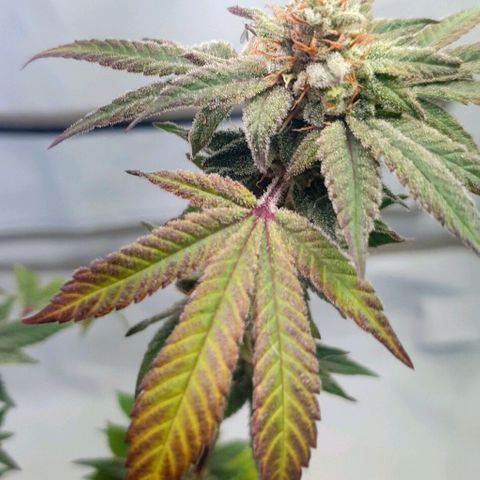 Apple Pie - Insa Seeds growlog timeline photo