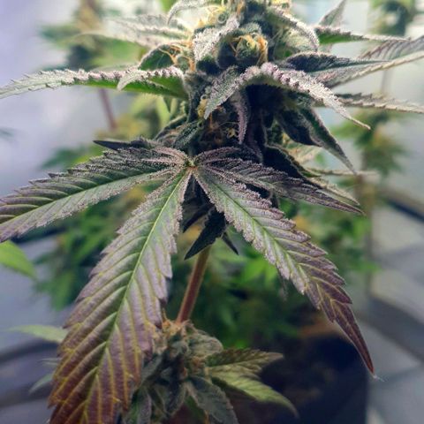 Petroleum - Sweed Lab growlog timeline photo