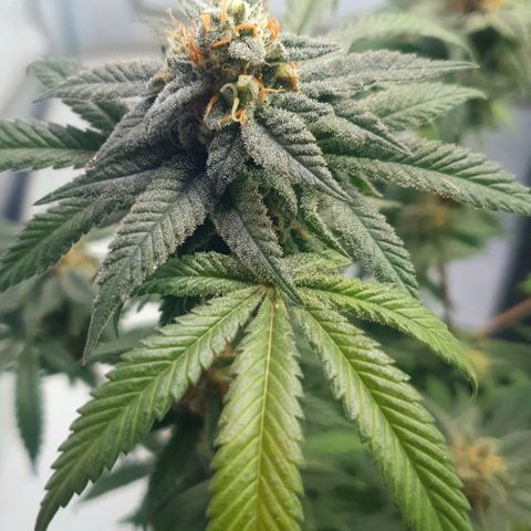 Moby D - BSF growlog timeline photo