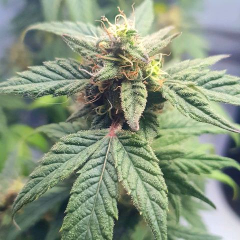 Y Griega CBD 2.0 - Medical Seeds growlog timeline photo