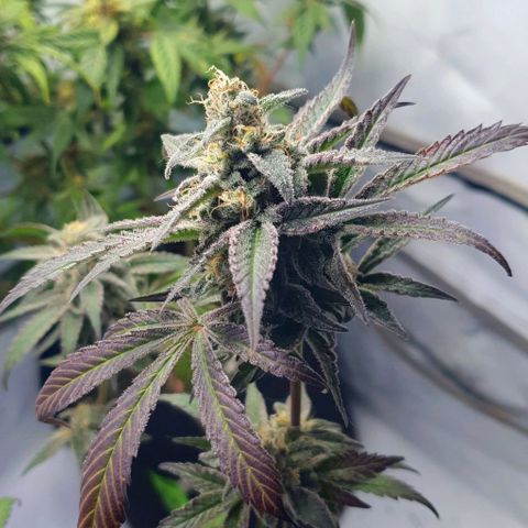 Petroleum - Sweed Lab growlog timeline photo