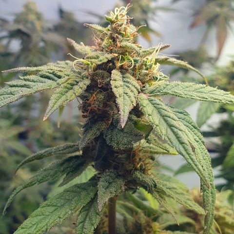 Y Griega CBD 2.0 - Medical Seeds growlog timeline photo